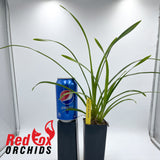 Cymbidium White Madam