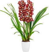 Cymbidium Red Arrow