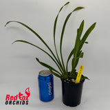 Cymbidium Red Arrow