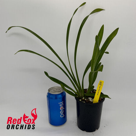 Cymbidium Red Arrow