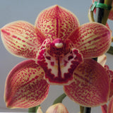 Cymbidium Beautiful Dream 'Ruby'