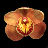 Cymbidium Foxfire Amber 'Dural'