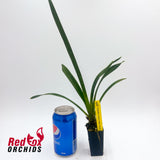 Cymbidium Foxfire Amber 'Dural'