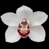 Cymbidium Joan's Era 'Liz'
