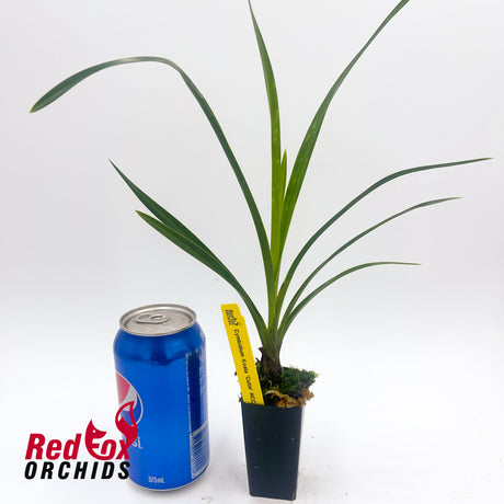 Cymbidium Koala 'Cutie' HCC/OSCOV