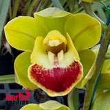 Cymbidium Templestowe Opal 'Hearts on Fire'