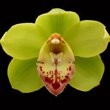 Cymbidium Winter Kiss 'Pink Lips'
