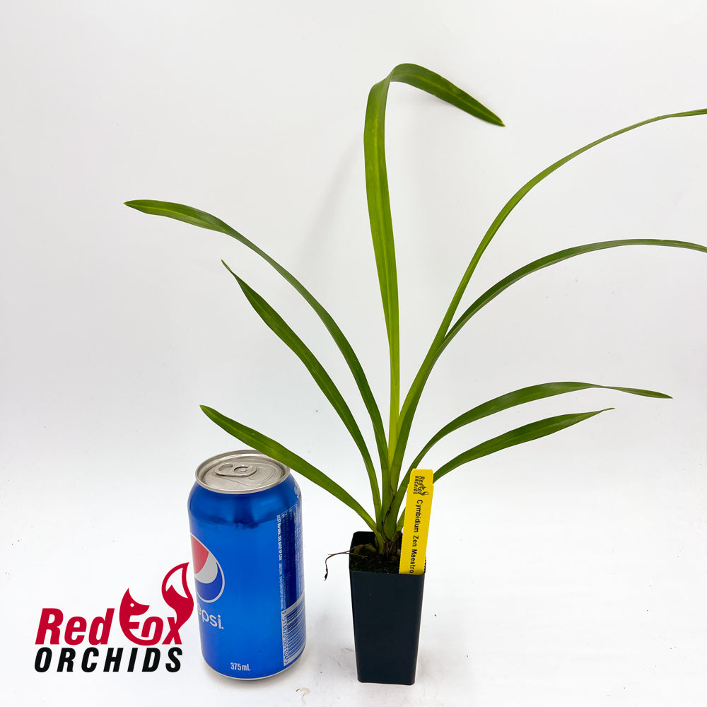 Cymbidium Zen Maestro