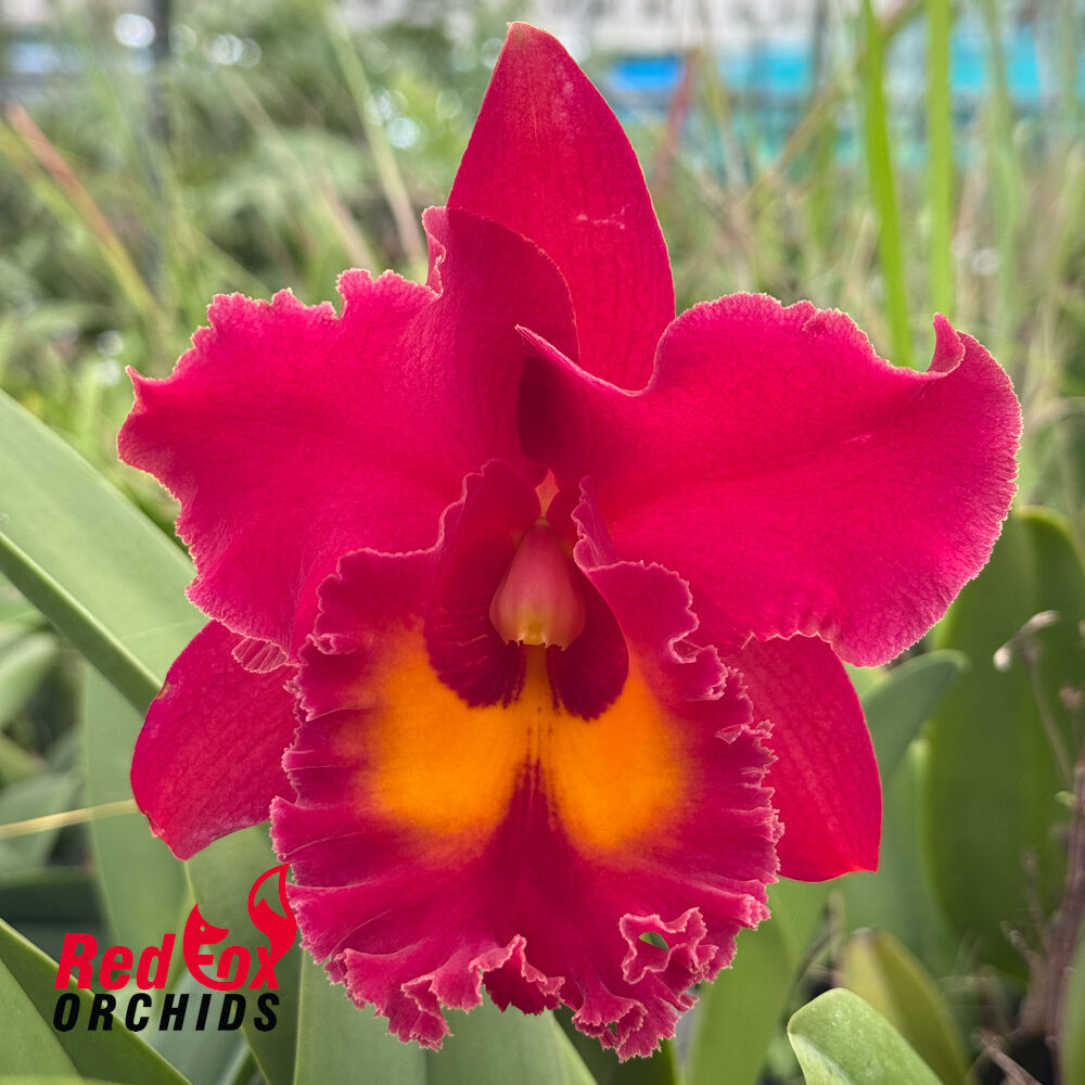 Rhyncholaeliocattleya Siam Red