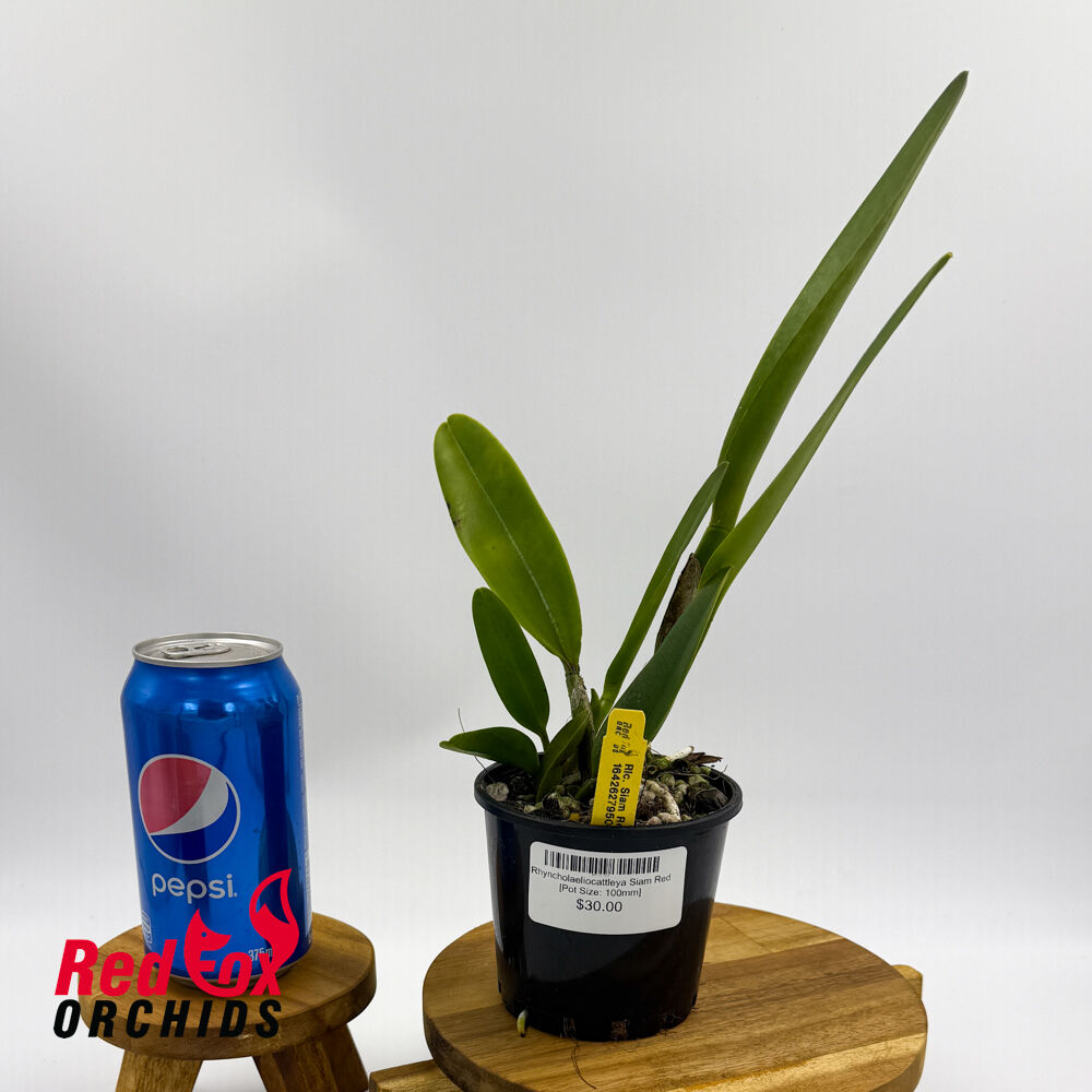Rhyncholaeliocattleya Siam Red