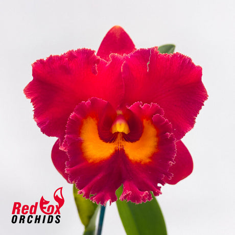 Rhyncholaeliocattleya Siam Red