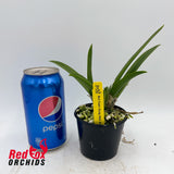 Brassocatanthe Yuan Dung Red Star