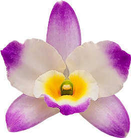 Dendrobium Bright Eyes