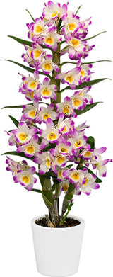 Dendrobium Bright Eyes