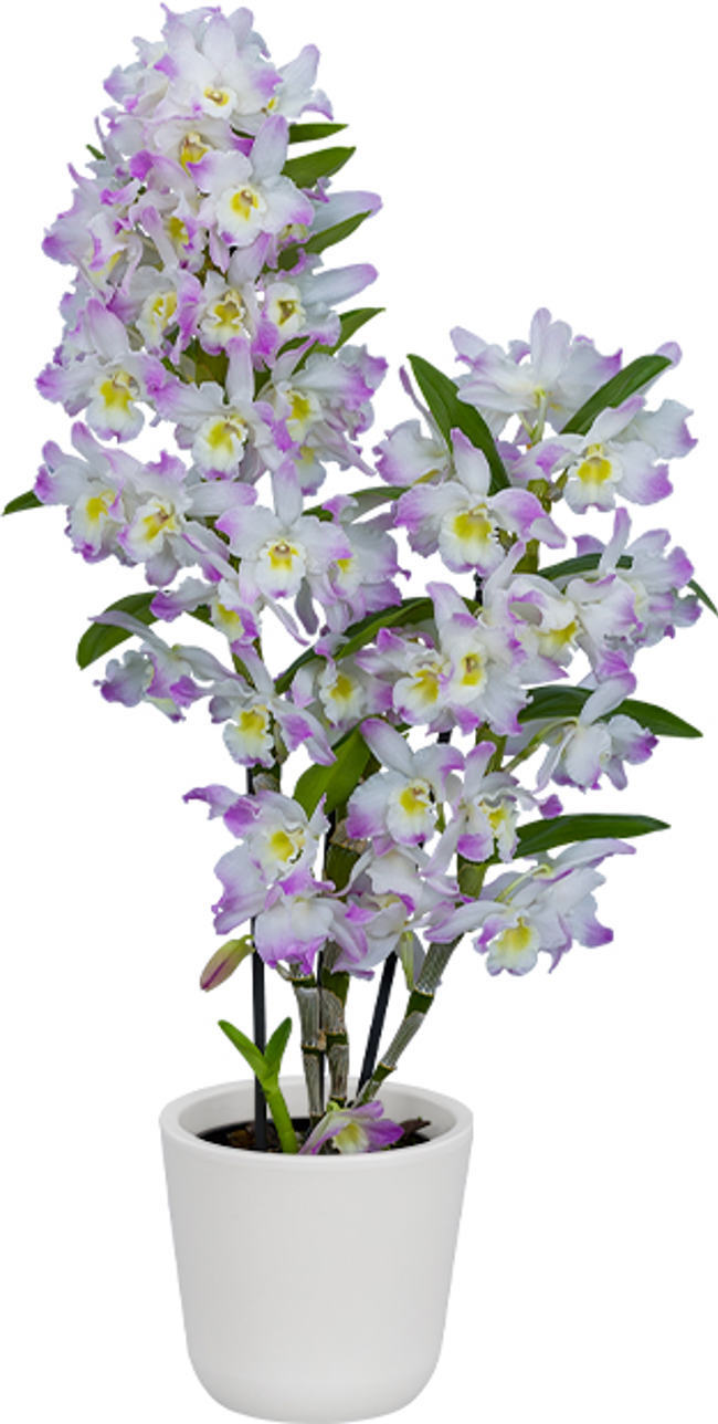 Dendrobium Spring Dream 'Kumiko'