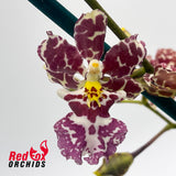 Oncidium Nanboh Waltz
