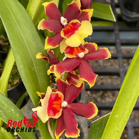 Burrageara 'Deuce'