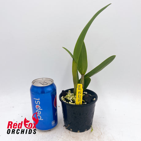 Cattlianthe Tropical Trick 'Machado #6'