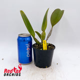 Cattleya Pirate King 'Port Wine'