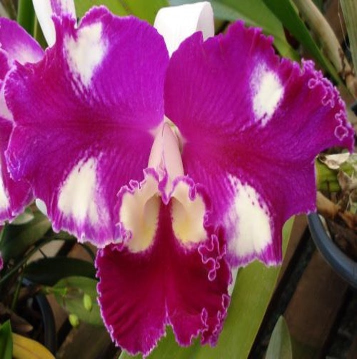 Laeliocattleya Dr. Peng x C. lueddemanniana
