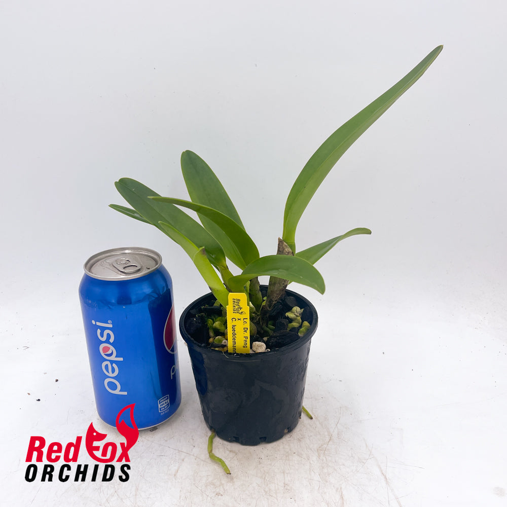 Laeliocattleya Dr. Peng x C. lueddemanniana
