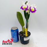 Rhyncholaeliocattleya Mem. Anna Balmores 'Carmela'