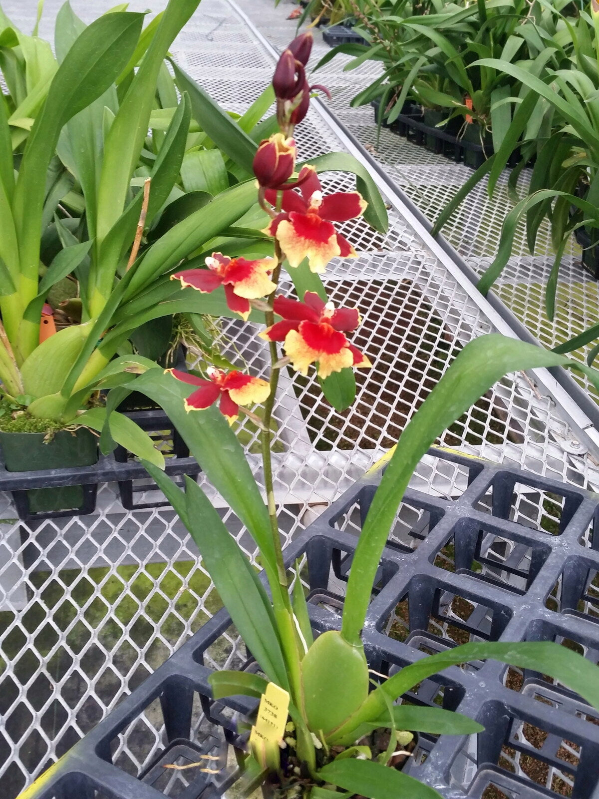 Burrageara 'Mandingo'