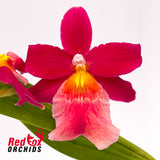 Vuylstekeara Francine 'Roseglow'