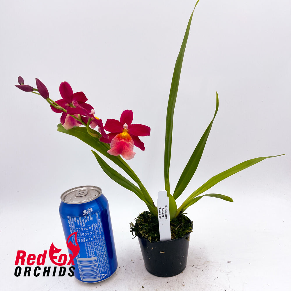 Vuylstekeara Francine 'Roseglow'