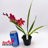 Vuylstekeara Francine 'Roseglow'