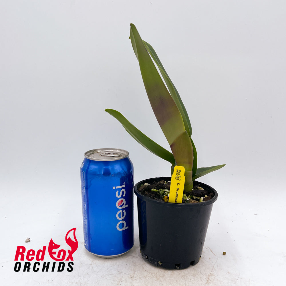 Cattleya Drumbeat Heritage