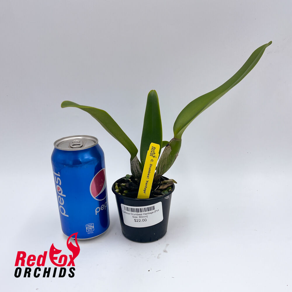 Cattleya Drumbeat Heritage