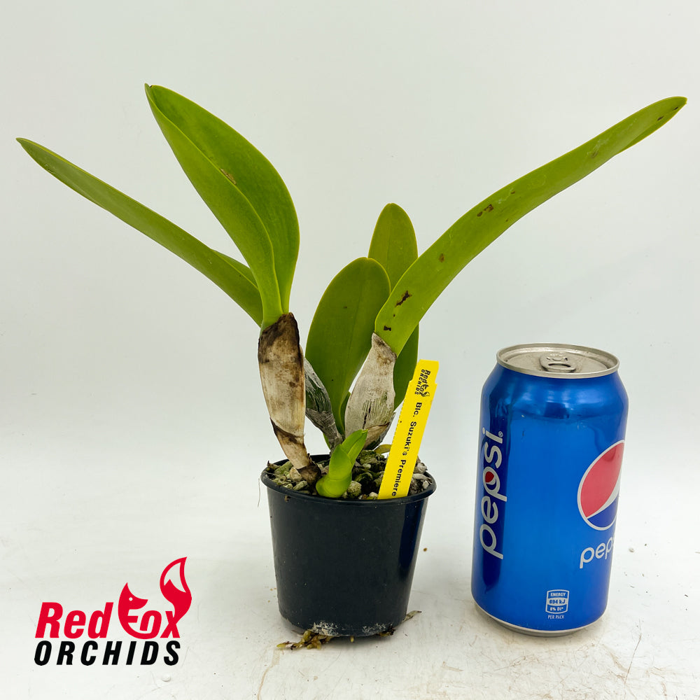 Rhyncholaeliocattleya Suzuki's Premiere