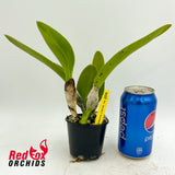 Rhyncholaeliocattleya Suzuki's Premiere