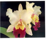 Rhyncholaeliocattleya Fabiana Lahr 'Machado #4'