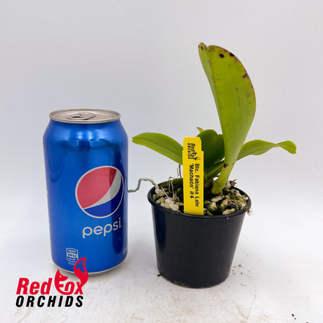 Rhyncholaeliocattleya Fabiana Lahr 'Machado #4'