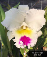 Rhyncholaeliocattleya Liou Hope