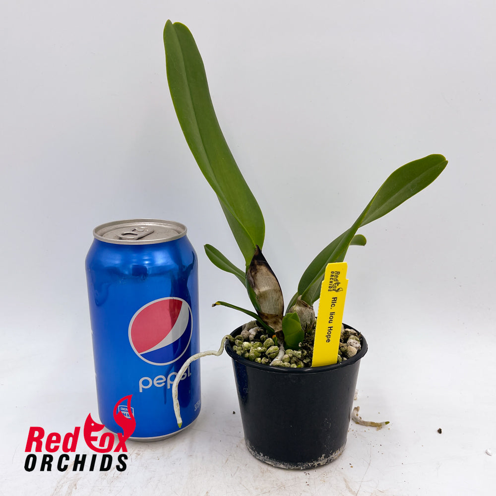 Rhyncholaeliocattleya Liou Hope