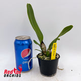 Rhyncholaeliocattleya Liou Hope