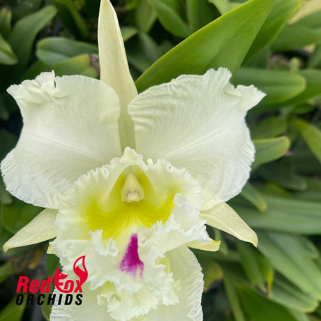 Rhyncholaeliocattleya Liou Hope