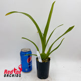 Oncostele Stirbic 'Favourite'