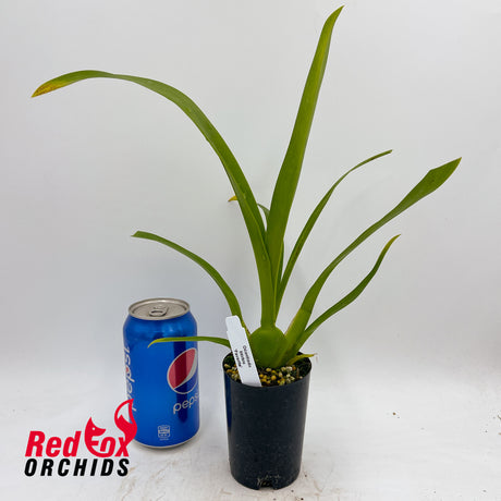 Oncostele Stirbic 'Favourite'