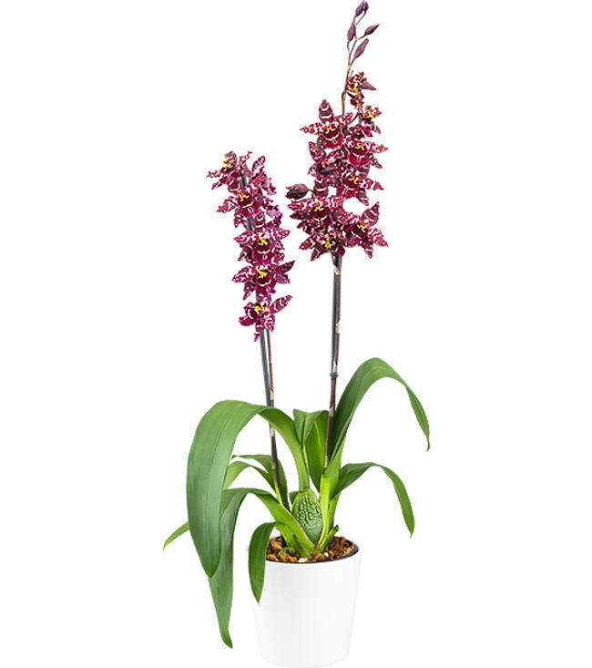 Oncostele Stirbic 'Favourite'