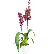 Oncostele Stirbic 'Favourite'