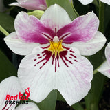Miltoniopsis Princess Diana 'Red Baron'