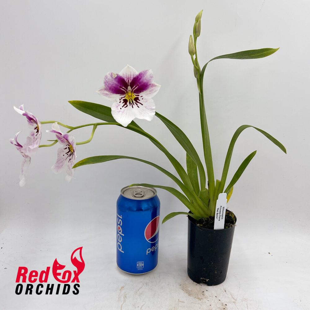 Miltoniopsis Princess Diana 'Red Baron'