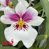 Miltoniopsis Princess Diana 'HOF'