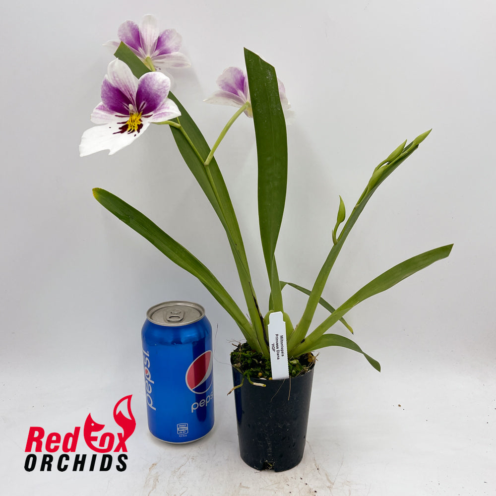Miltoniopsis Princess Diana 'HOF'