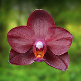 Phalaenopsis Allura 'Crimson Love'