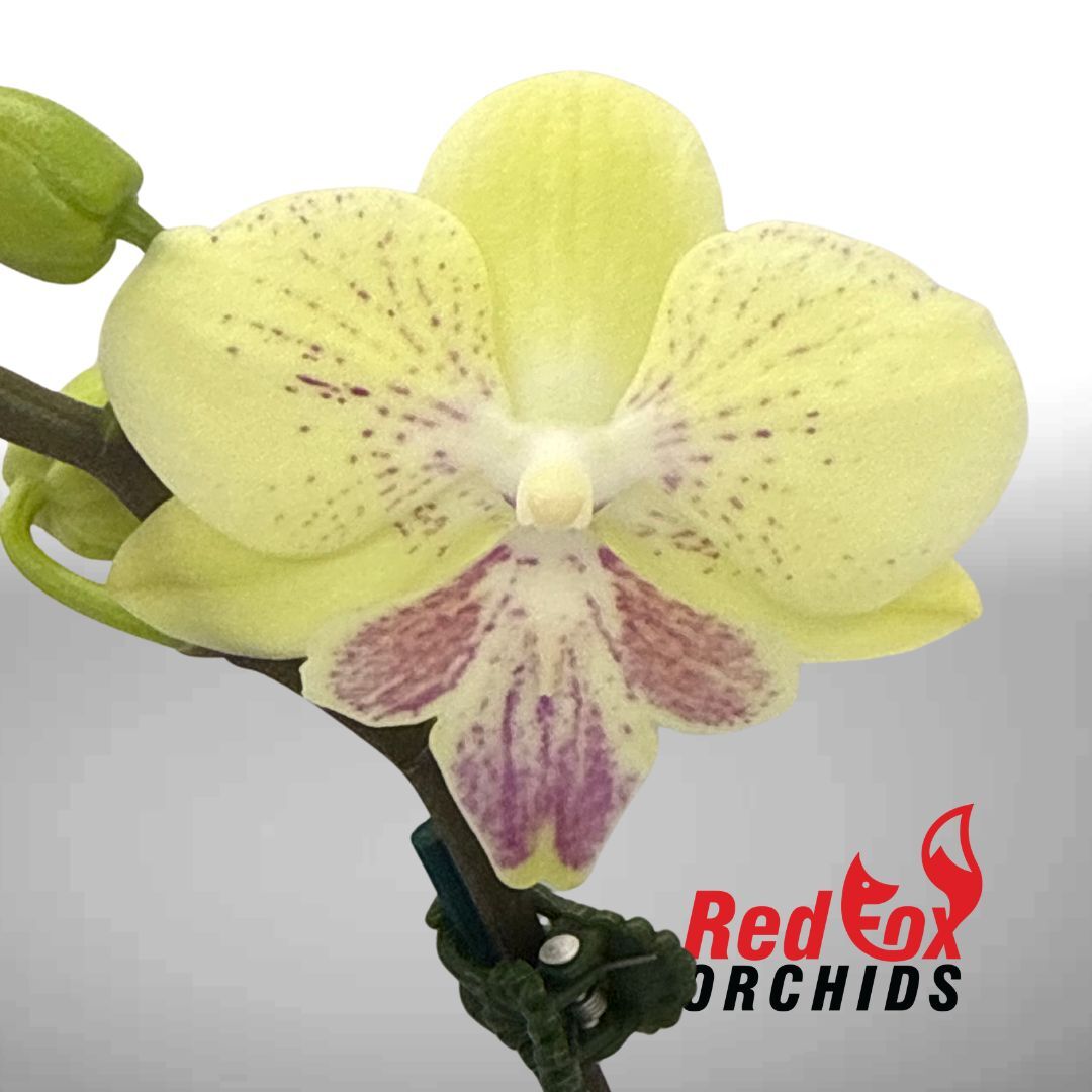 Phalaenopsis Allura 'Zaphira'